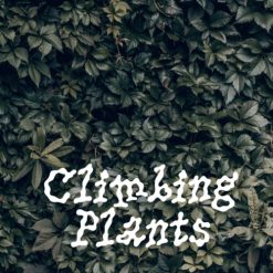 Zagovor Brewery Climbing Plants - IPA
