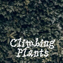 Zagovor Brewery Climbing Plants - IPA